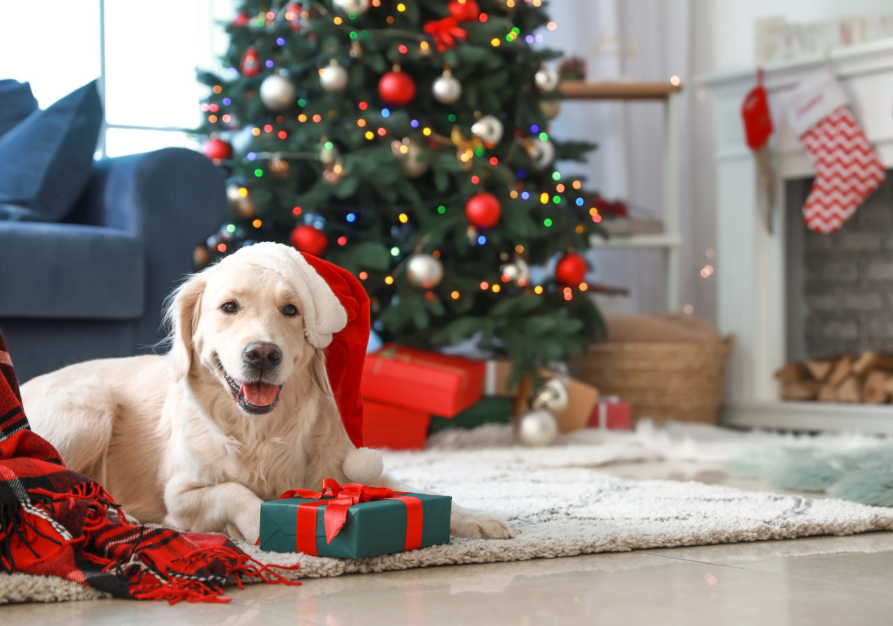 News zu Weihnachten und unseren Schließtagen